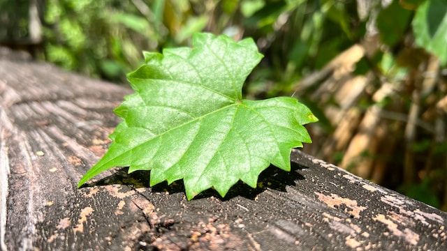 Green Leaf 🌱